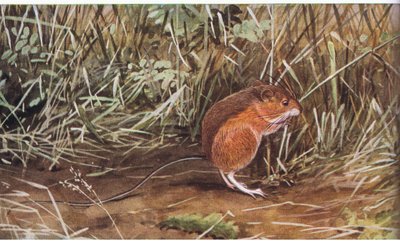 Meadow Jumping Mouse, Tiny Mouse but Can Leap Eight Feet in Length by Louis Agassiz Fuertes